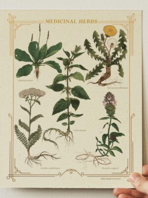 Medicinal Herbs Print