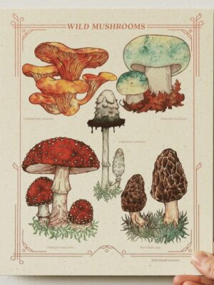 Wild Mushrooms Print